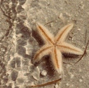 Meet your Posher, Janice